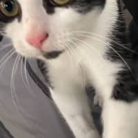 Photo of Gibbs