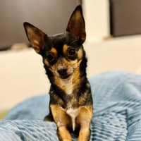 Photo of Beanie Baby