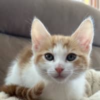 Photo of Callie