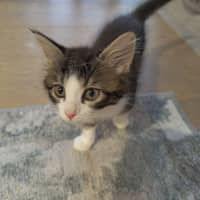 Photo of Milka