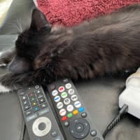 Photo of Charming Meet Me At Pet Stock Chelsea