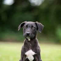 Photo of Brody