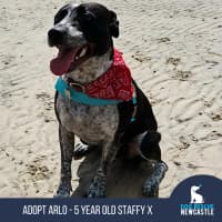 Photo of Arlo   5 Year Old Staffy X