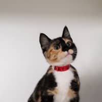 Photo of Sparkles