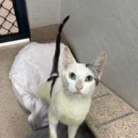Photo of Patch