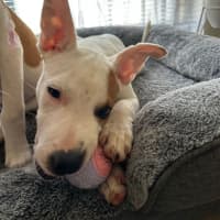 Photo of Molly