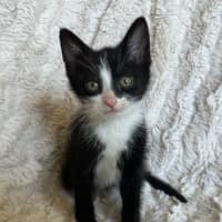 Photo of Pickle