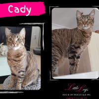 Photo of Cady