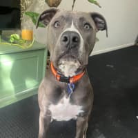 Photo of Shylo   1 Year Old American Staffy X