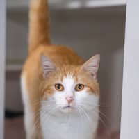 Photo of Pumpkin
