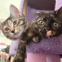 Photo of Francesca Moo