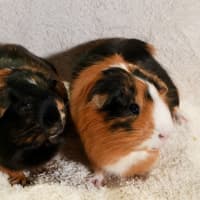 Photo of Sausage & Nutmeg