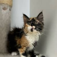 Photo of Honey 
