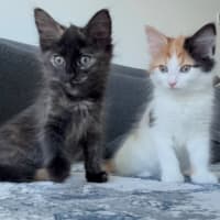 Photo of Feta & Olive