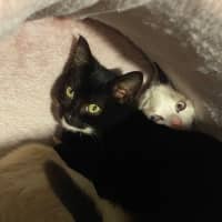 Photo of Zuko & Azula