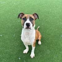 Photo of Zeke Imp 1305