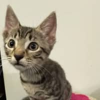 Photo of Eryx