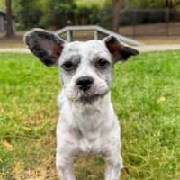 Photo of Moppy
