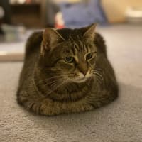 Photo of Tigg (14yrs) & Diesel (9yrs)