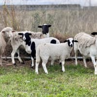 Photo of 6 X Sheep