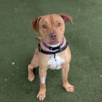 Photo of Rosco