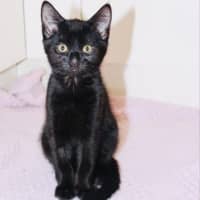 Photo of Bonsai   Located In Croydon