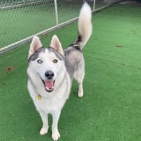 Photo of Koda 