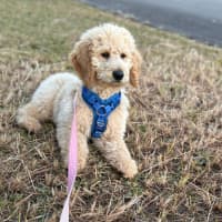 Photo of Dougie   6 Month Old Groodle