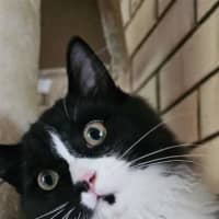 Photo of Tommy