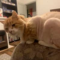 Photo of Chicken Wing