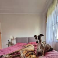 Photo of Fruity, The Tiny Greyhound