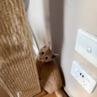 Photo of Gibbs  Meet Me At Petstock Keysborough