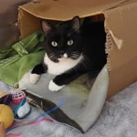 Photo of Sox