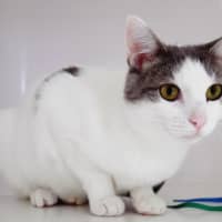 Photo of Minna Suk013618