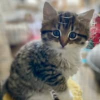 Photo of Twig