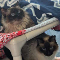 Photo of Fleas Witherspoon (Fleur)