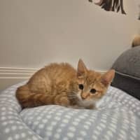 Photo of Simba