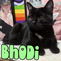 Photo of Bhodi
