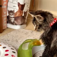 Photo of Koda Sim