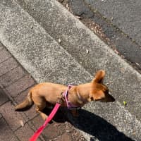 Photo of Honey   9 Month Old Kelpie X Jack Russell 