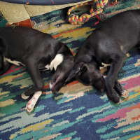 Photo of Bandit