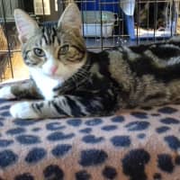 Photo of Lumey   Located In Templestowe