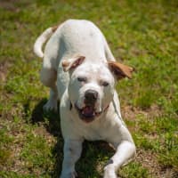 Photo of Barney