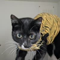 Photo of 🧶Cordelia 6665 🧶