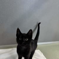 Photo of Piper