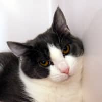 Photo of Suki Stk014243