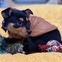 Photo of Sonnet