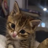 Photo of Triggy