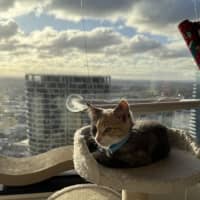 Photo of Mouse