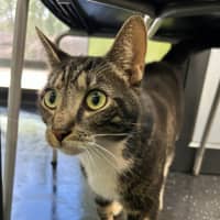 Photo of The Jailbreaker 